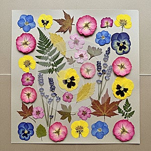 A collection of various pressed flowers