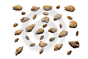 Collection of various seashells, isolated on white background. Collection of shells of different shapes and colors.