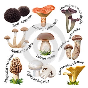 Collection of various species edible mushrooms