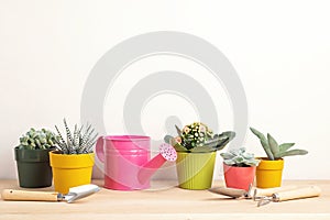 Collection of various succulents and plants in colored pots and gardening tools. Potted house plants against light wall. The styli