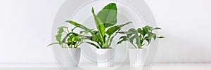 Collection of various tropical houseplants displayed in white ceramic pots. Potted exotic house plants on white shelf. photo