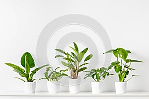Collection of various tropical houseplants displayed in white ceramic pots. Potted exotic house plants on white shelf. photo