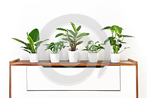 Collection of various tropical houseplants displayed in white ceramic pots on a retro sideboard. Potted exotic house plants.