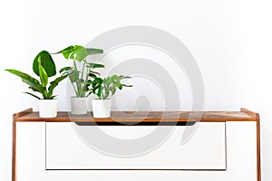 Collection of various tropical houseplants displayed in white ceramic pots on a retro sideboard. Potted exotic house plants. photo