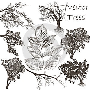 Collection of vector detailed trees for design