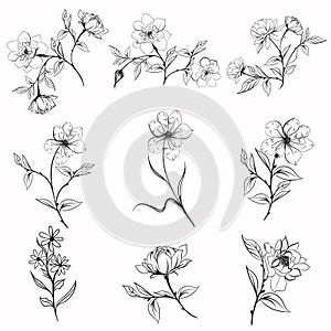 Collection of vector elegant rustic plants for design