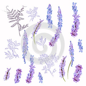 Collection of vector field purple flowers for design