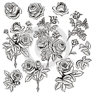 Collection of vector hand drawn roses for design in engraved sty