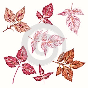 Collection of vector pink autumn leaves in realistic style photo
