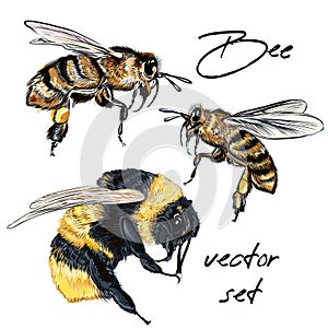 Collection of vector realistic bee, bumblebee in realistic watercolor hand drawn style. Realistic vintage style, insects macro