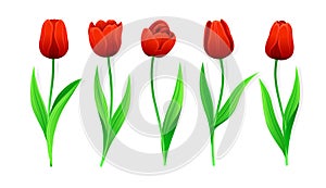 Collection Of Vector Red Tulips With Stem And Green Leaves. Set Of Different Spring Flowers. Isolated Tulip Cliparts