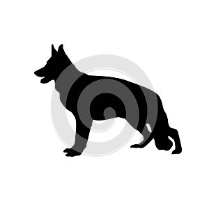 Collection of vector silhouette different breeds of dogs