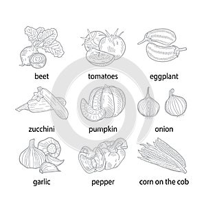 Collection of vegetables on a white background. Drawn vector illustration.