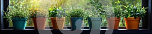 Vibrant Herb Collection in Colorful Pots on a Window Ledge with Soft Greenery in the Background photo