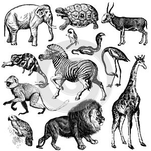 Collection of vintage African animal illustrations