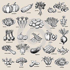 Collection of vintage-style illustration of various hand-drawn vegetables