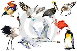 Collection of water bird and waterfowl. Duck, flamingo, pelican, heron, crane, swan.