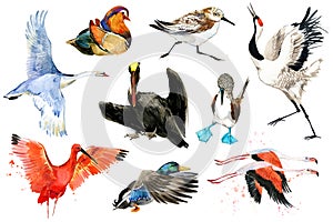 Collection of water bird and waterfowl. Duck, flamingo, pelican, heron, crane, swan.