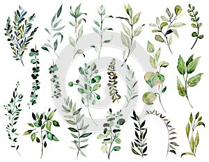 Collection of watercolor greenery branches