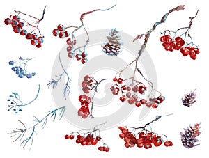 Collection of watercolor hand drawing winter rowanberry leaves