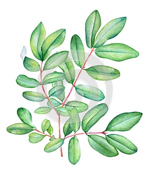 Collection of watercolor lively branch with green leaves