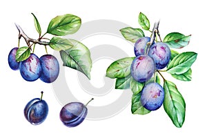 Collection of watercolor plum tree branches with green leaves and fruits