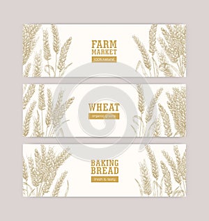 Collection of web banner templates with wheat ears or spikelets on white background. Cultivated plant, cereal grain or