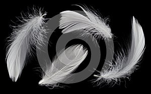 Collection of White Feathers Isolated on Black Background