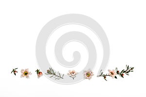 Collection of white manuka tree flowers and buds on white background