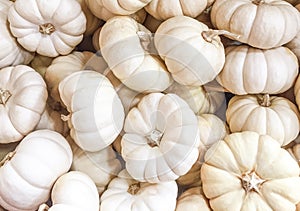 A collection of White Mini Pumpkins