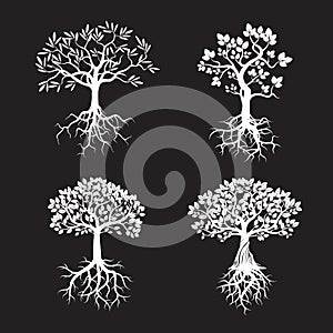 Collection of White Trees and Roots. Vector Illustration.