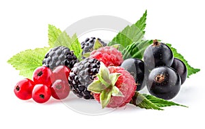 Collection of wild berries on white