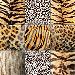 Collection of wild cats fur