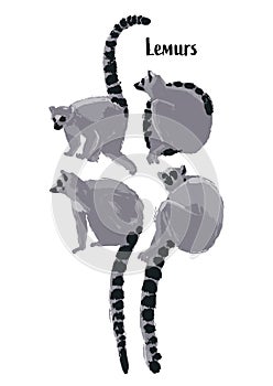 Collection of wild lemurs drawn in the technique of rough brush in gray colors