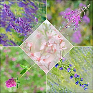 Collection of wild medicinal flowers