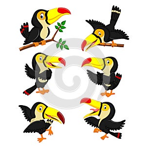 The collection of yellow beak toucan with the different posing