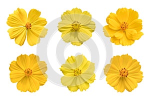 Collection of yellow cosmos flower Coreopsideae Isolated on white