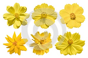 Collection of yellow cosmos flower Coreopsideae Isolated on white background.