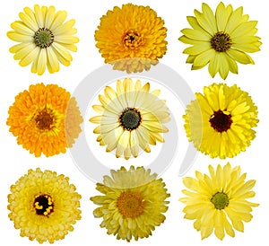 Collection of Yellow Flowers