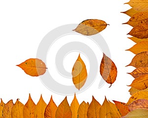 Collection of yellow sakura leaves on a white background