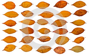 Collection of yellow sakura leaves on a white background