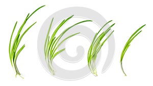 Collection of young green onion isolated on white background