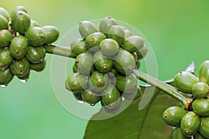 A collection of young green robusta coffee berries.