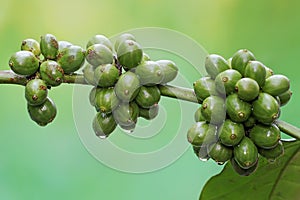 A collection of young green robusta coffee berries.