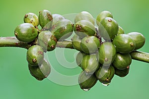 A collection of young green robusta coffee berries.