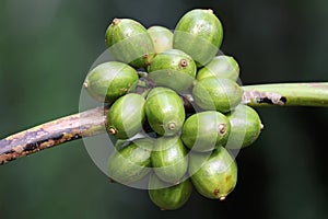 A collection of young green robusta coffee berries.