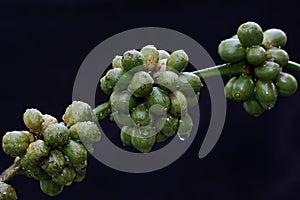 A collection of young green robusta coffee berries.