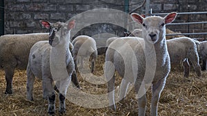 Collection of young lambs togeather