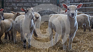 Collection of young white lambs