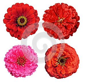 Collection of Zinnia elegans flowers